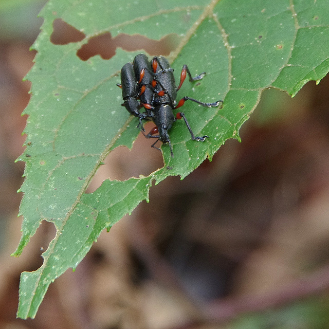 Humping bugs