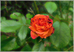 Rose du jardin