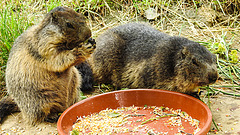 20210709 1508CPw [D~OS] Gelbbäuchiges Murmeltier (Marmota flaviventris), Zoo Osnabrück