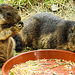 20210709 1508CPw [D~OS] Gelbbäuchiges Murmeltier (Marmota flaviventris), Zoo Osnabrück
