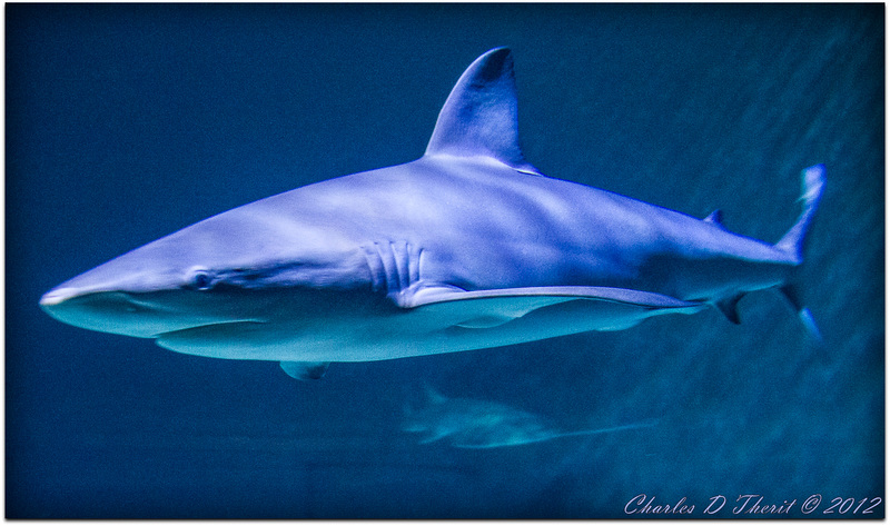 Shark Reef Aquarium