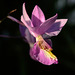 Barkeria Hybride 'B. lindleyana alba x B. melanocaulon'