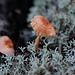Gymnopus dryophilus on Cladonia rangiferina