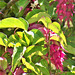 The Himalayan Honeysuckle The Himalayan Honeysuckle