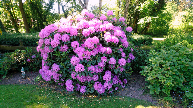 Rhododendron ...