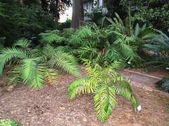 Valencia: Jardín botánico, 56