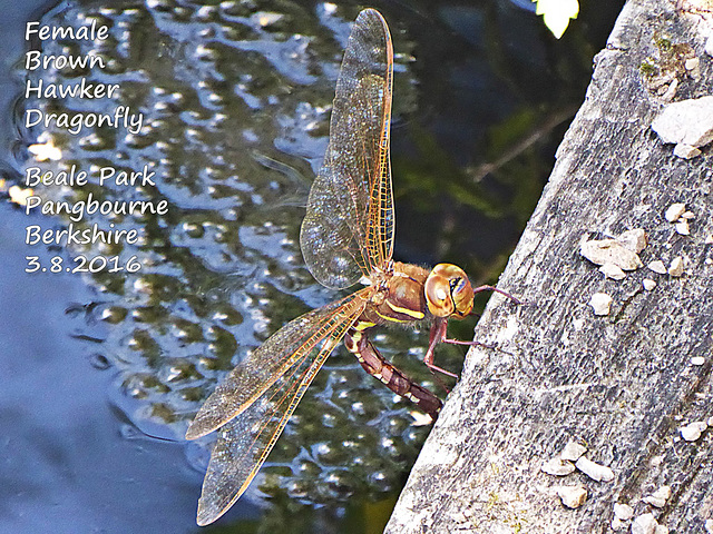 Brown Hawker Beale Park 3 8 2016