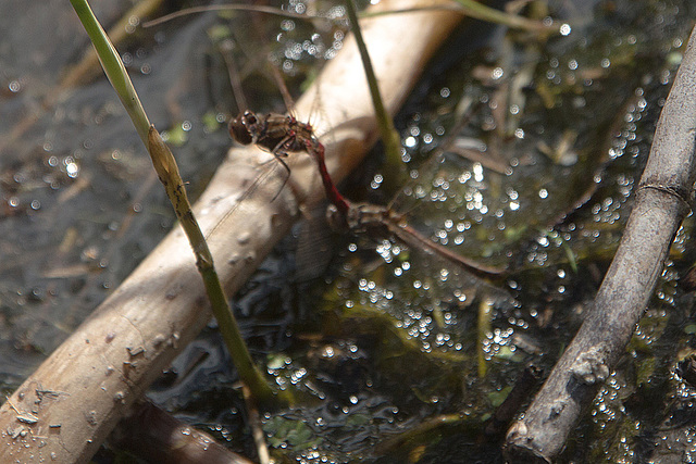 20140911 5157VRAw [NL] Libelle, Terschelling