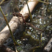 20140911 5157VRAw [NL] Libelle, Terschelling