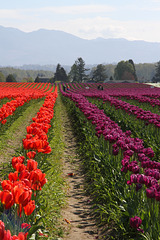 Tulip Fields