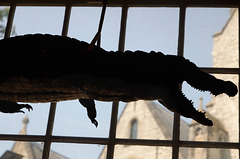 Crocodile volant