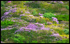 Heather (Calluna vulgaris)