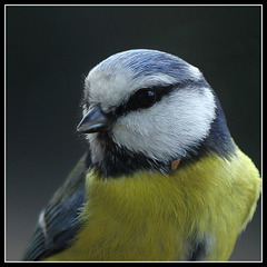 Mésange bleue- portrait