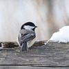 The ever-present Black-capped Chickadee