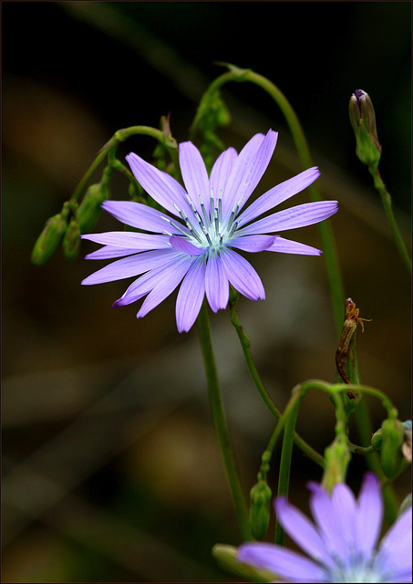 Lactuca