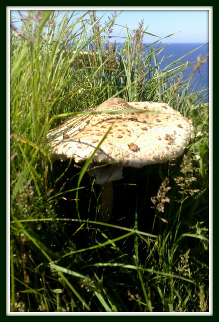 Thriving field mushroom,
