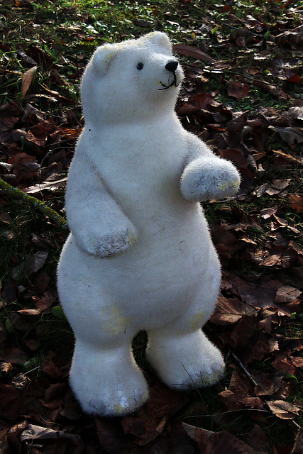Une image déchirante d'un ours polaire en bonne santé .