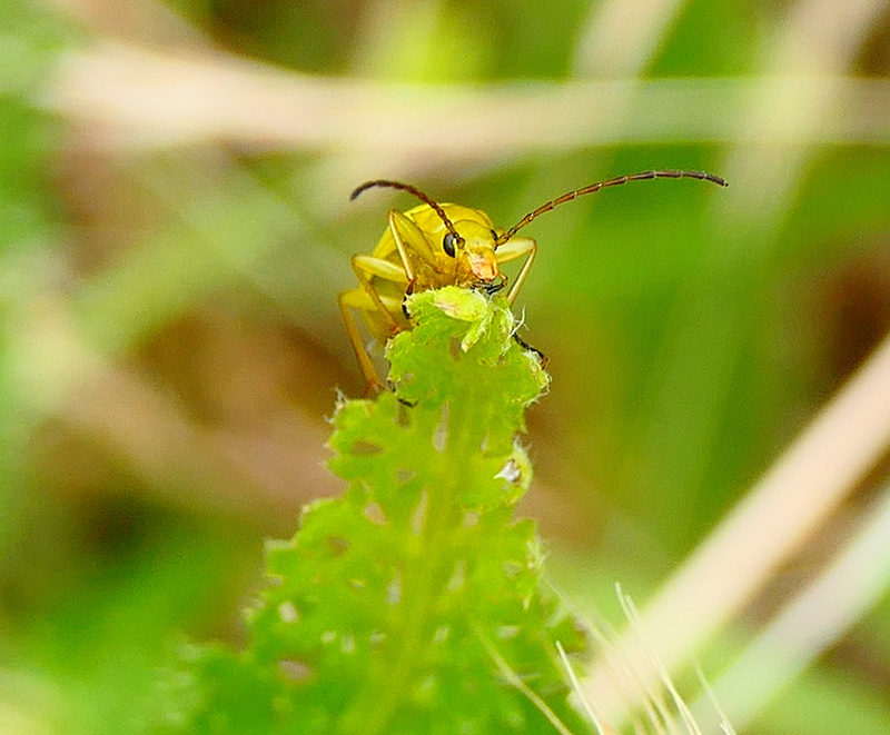 La Cistèle jaune...