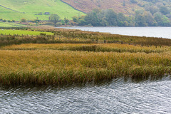 The reed beds at Botherswater