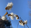 seed pods against the sky