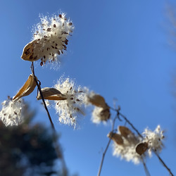 seed pods against the sky