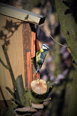 Blue tit at home