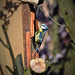 Blue tit at home