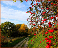 Rose hip path