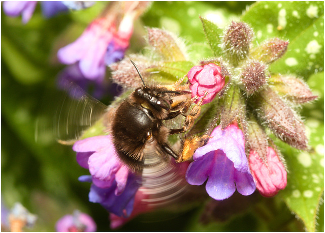 EF7A3492 Hairy Flower foot