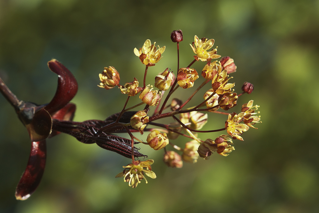 Fleurs d'érable pourpre.