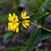 20140911 5156VRAw [NL] Terschelling