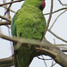 battersea cemetery parakeet