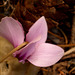 cylamen hederifolium