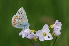 blue on cuckoo flower