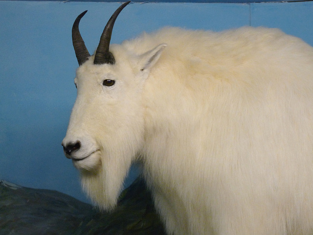 Mountain Goat