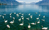 140505 cygnes Vevey