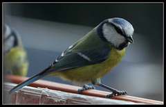 Mésange bleue