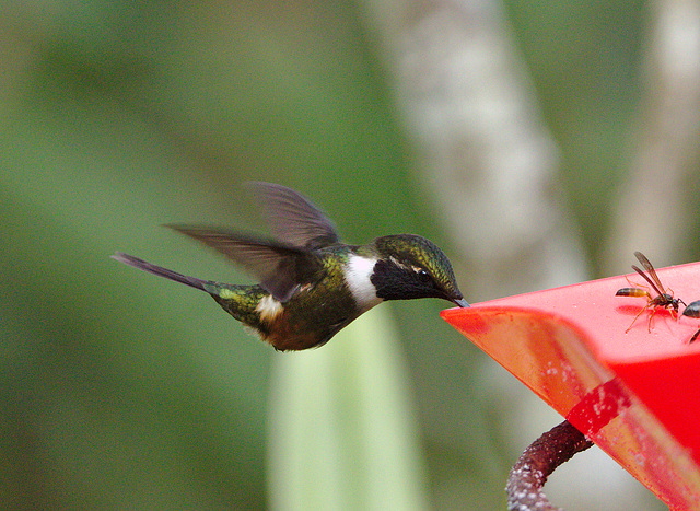 Humming bird EF7A6656