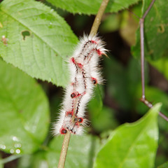 Furry caterpillar party