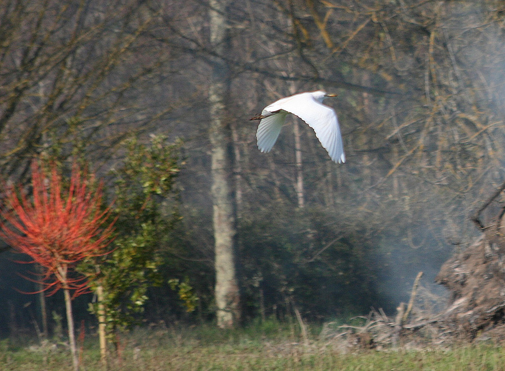 Bubulcus ibis en vol