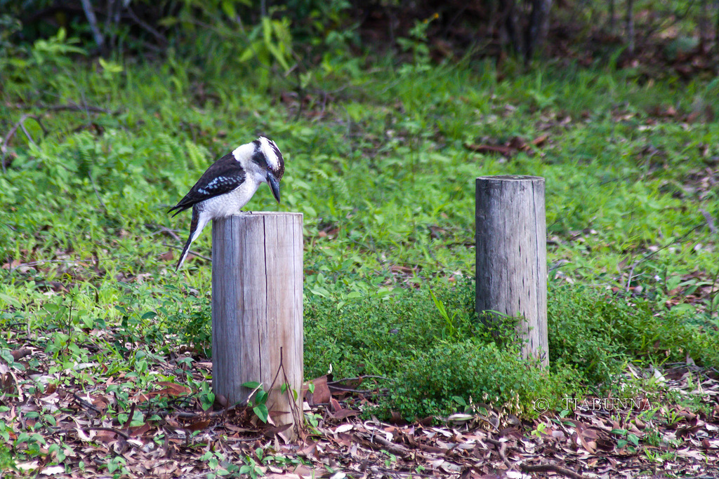 Kookaburra