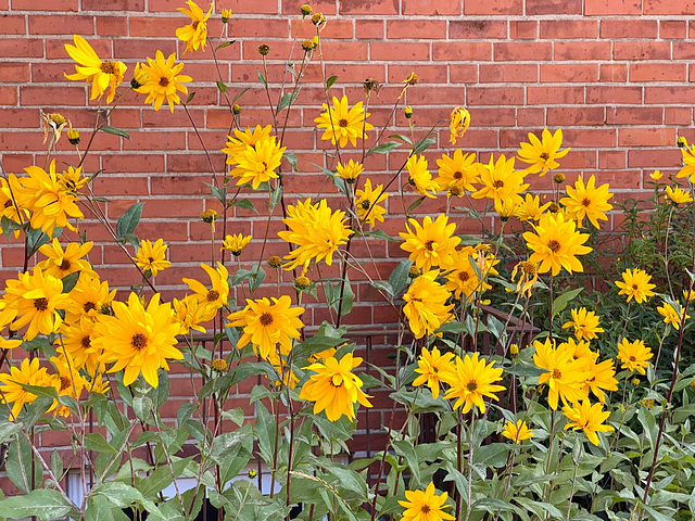 Blumenschmuck an einer Hauswand