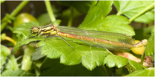 EF7A3527 Damselfly