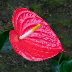 Flowers in Wellington Botanical Gardens (4)