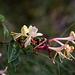 20140911 5155VRAw [NL] Terschelling