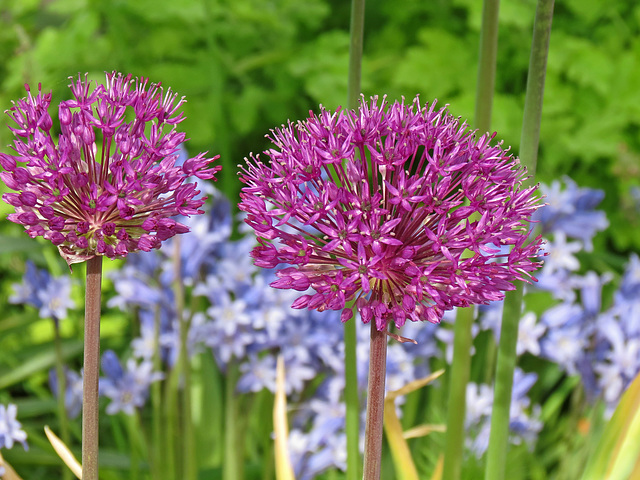 Allium