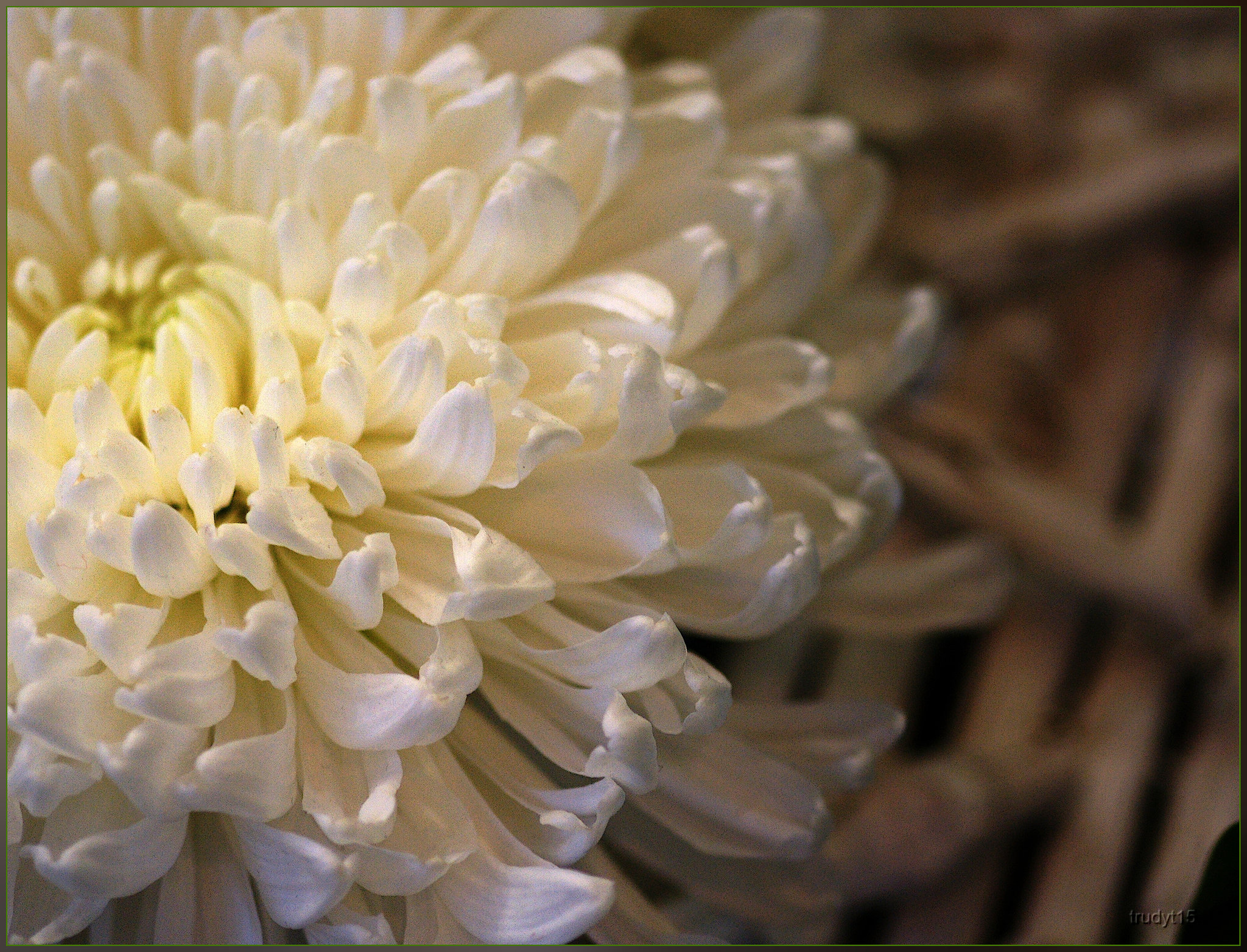 chrysant