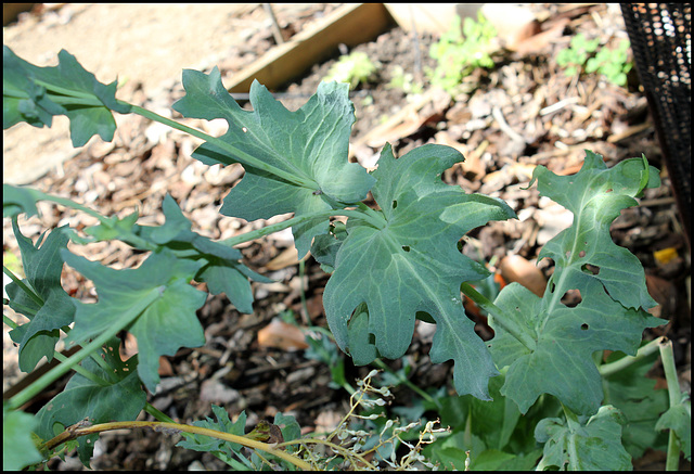Glaucium (4)