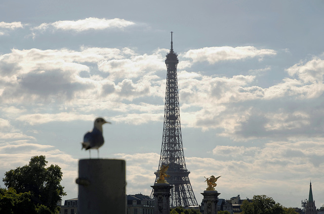 La mouette et la Vieille Dame par violent contre-jour