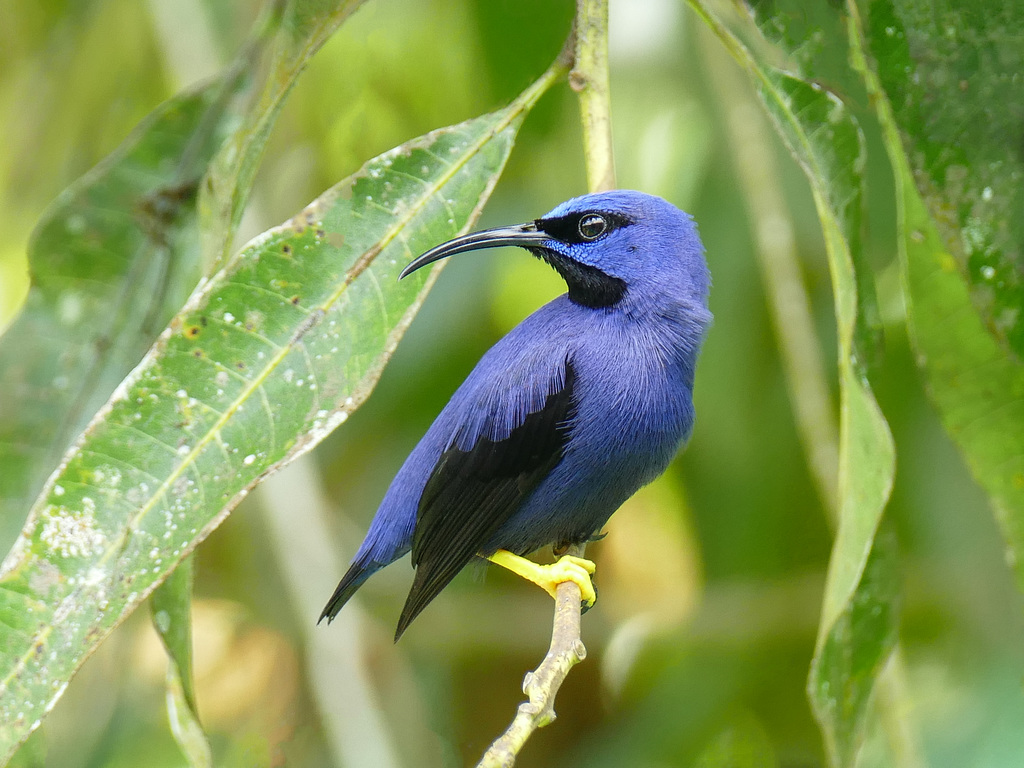 Purple Honeycreeper male, Trinidad